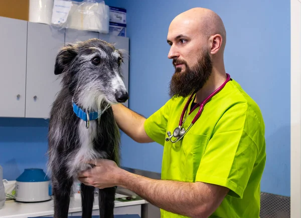 Consulta veterinária, veterinário inspecionando um galgo — Fotografia de Stock