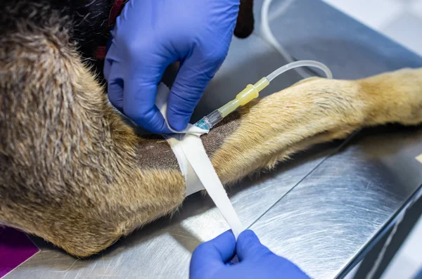 Bir köpeğin sefalik veninde intravenöz kateter