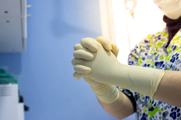 Colocação de luvas estéreis por um veterinário — Fotografia de Stock