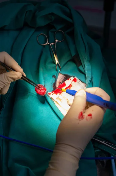 Extirpação de um tumor oral em um cão — Fotografia de Stock