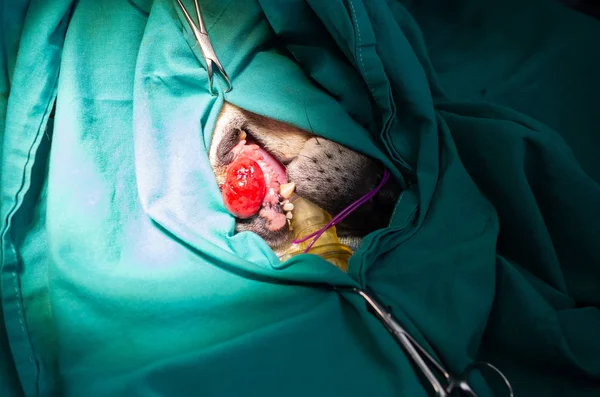 Ausrottung eines oralen Tumors bei einem Hund — Stockfoto