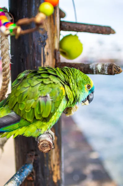 Portret zielonej papugi w restauracji w pobliżu plaży — Zdjęcie stockowe