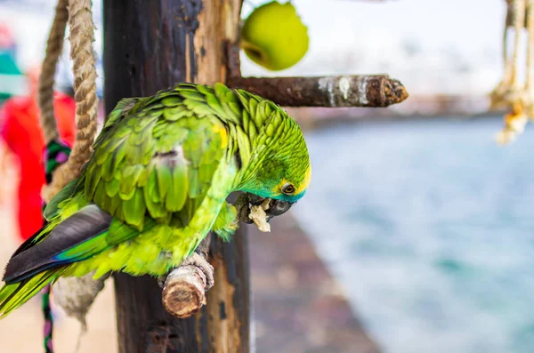 Portrait of a green parrot in a restaurant near beach