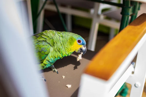 Portret van een groene papegaai in een restaurant vlakbij het strand — Stockfoto