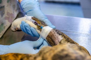 Bir köpeğin sefalik ven intravenöz kateter