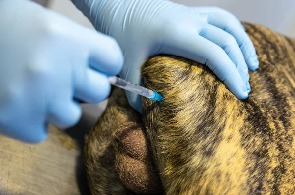 Narkosemittel intramuskuläre Lendenwirbelsäuleninjektion bei einem Hund — Stockfoto