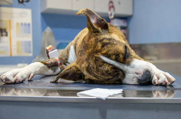 Bir keşif masasında yatıştırıcı köpek