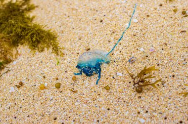 Yosunlar arasında sahilde mahsur kalan mavi denizanaları