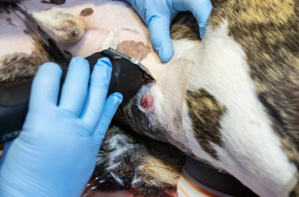 Shaving dog abdomen with a razor