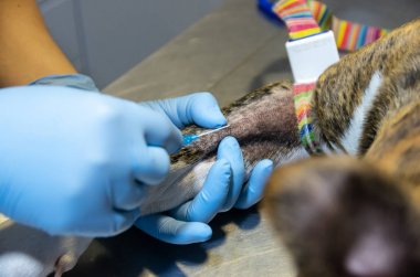 Bir köpek intravenöz kateter yerleşimi