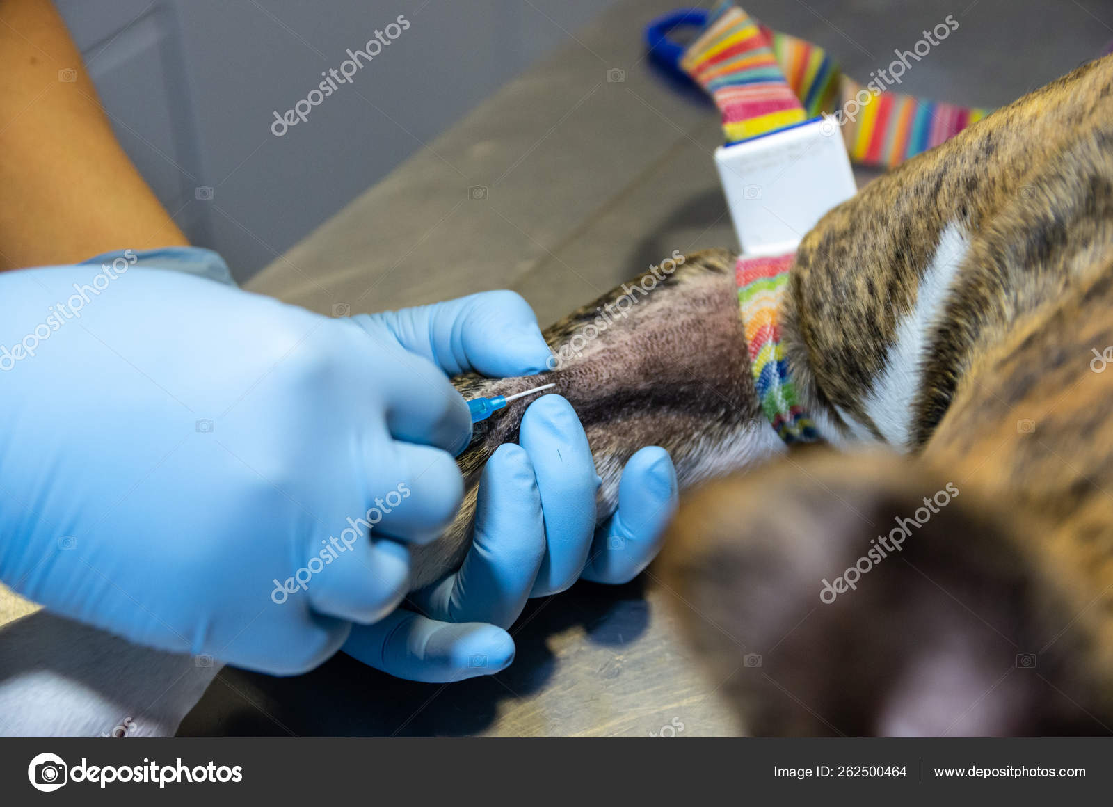 Цистоцентез у кошек. Цистоцентез мочевого пузыря у кошки. Цистоцентез у кошек. Цистоцентез у кошек. Укол в холку кошке.