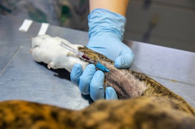 Bir köpeğin sefalik ven intravenöz kateter