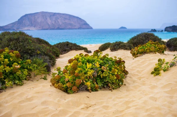 Groene woestijn plant op het strand zand — Stockfoto