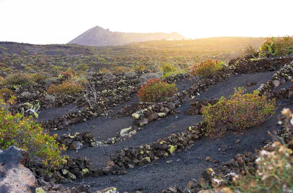 Vinhas em terras vulcânicas em Lanzarote — Fotografia de Stock