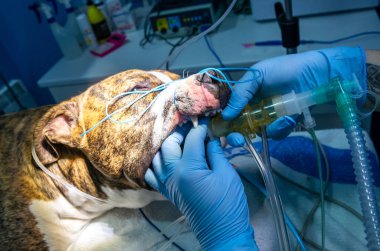 Anestezik köpekte endotrakeal entübasyon