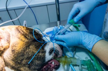 Bir köpek şişirilmiş endotrakeal tüp vana