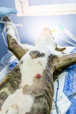 Ameliyat masasına köpek konumlandırma