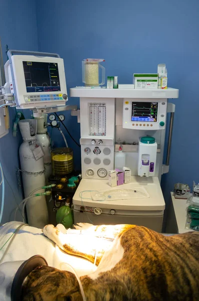 Cão conectado a uma máquina de anestesia — Fotografia de Stock