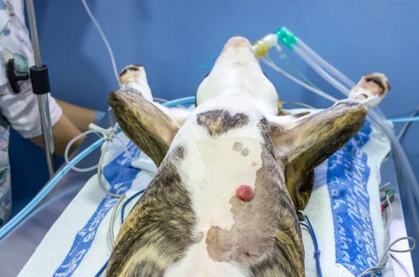 Ameliyat masasına köpek konumlandırma