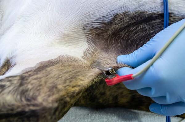 Electrocardiography clamp in a dog