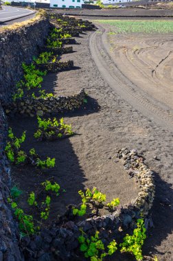 La Geria arka planda lav alanları ve volkanlar ile Üzüm bağları