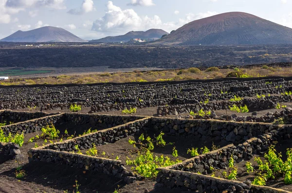 Vinhedos com campos de lava e vulcões em fundo em La Geria — Fotografia de Stock