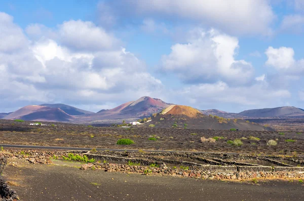 La Geria arka planda lav alanları ve volkanlar ile Üzüm bağları — Stok fotoğraf