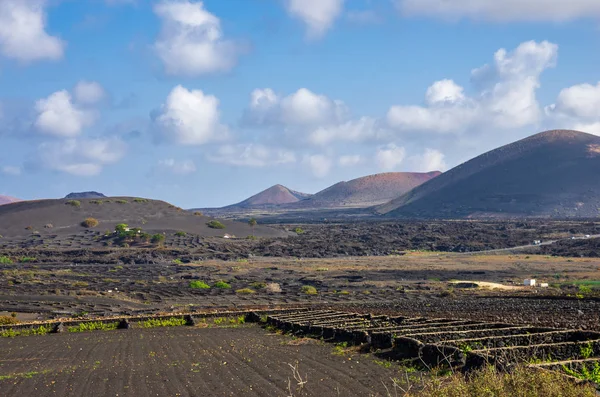 Vinhedos com campos de lava e vulcões em fundo em La Geria — Fotografia de Stock