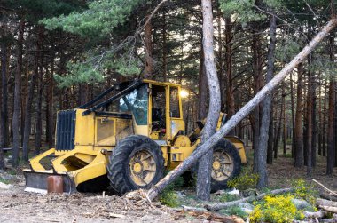 Ormancılık işi yaptıktan sonra orman ağaçları arasında buldozer