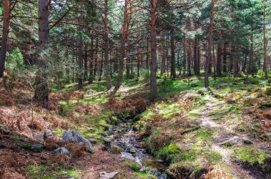 Küçük bir nehir geçişi ile bir çam ormanı manzara