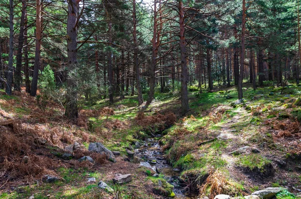 Paisaje de un bosque de pinos con un pequeño cruce fluvial — Foto de Stock