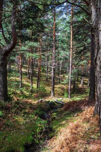 Paisaje de un bosque de pinos con un pequeño cruce fluvial — Foto de Stock