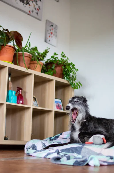 Perro bostezando dentro de una casa — Foto de Stock