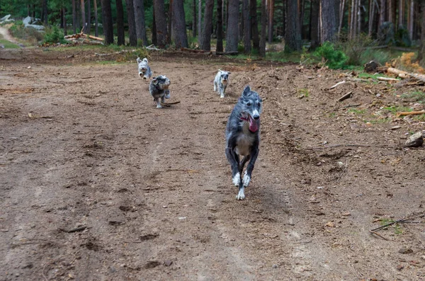 Quatre chiens qui descendent un sentier dans une forêt de pins — Photo