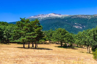 Bir dağın yamacında bir ormanın manzarası