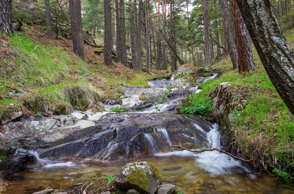 Corriente fluvial que fluye por el bosque — Foto de Stock