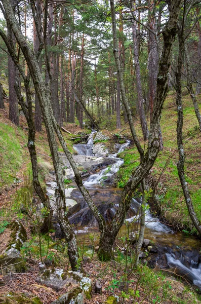 Corriente fluvial que fluye por el bosque — Foto de Stock