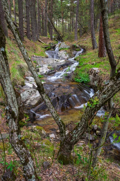 Corriente fluvial que fluye por el bosque — Foto de Stock