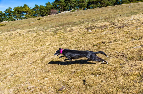 Greyhound hitam berlari dengan kecepatan penuh melalui padang rumput — Stok Foto