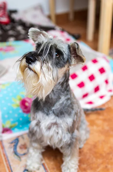 Retrato de un schnauzer en casa — Foto de Stock