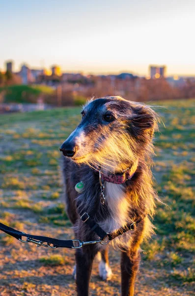 Porträtt av ett långt hår svart och vit Greyhound vid solnedgången — Stockfoto