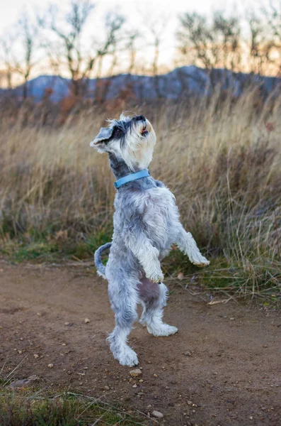 Schnauzer standing on his hind legs on a dirt road with his owner — Stock Photo, Image