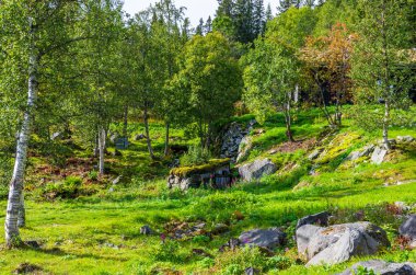Orman arasında terk edilmiş kabin