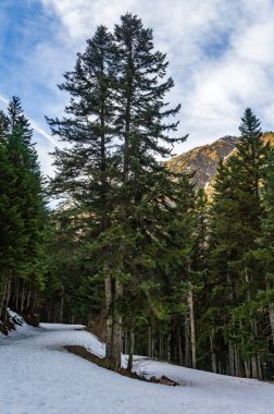 Karla kaplı topraklı köknar ormanı