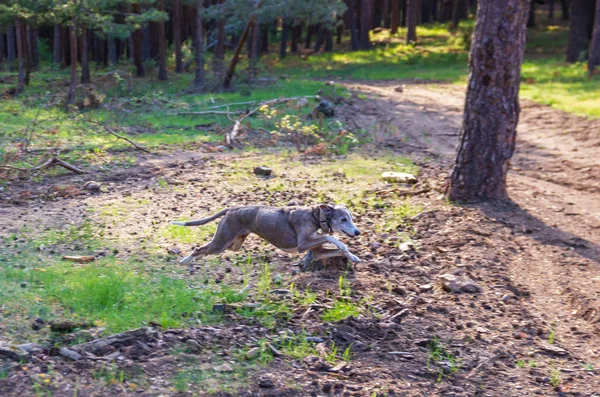 Wippet greyhound running and jumping — ストック写真