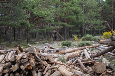 Çam ormanında sandık yığını