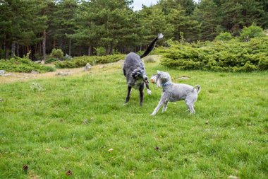 Bir tazı bir sopa ile çalışan bir çayır üzerinden bir schnauzer tarafından takip