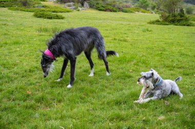 Bir tazı bir sopa ile çalışan bir çayır üzerinden bir schnauzer tarafından takip