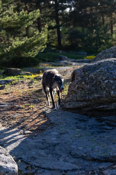 Greyhound marche parmi les rochers — Photo