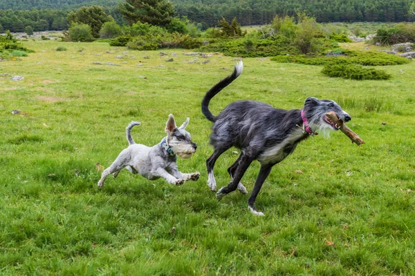 A greyhound running with a stick pursued by a schnauzer through a meadow — Stock Photo, Image